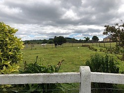 MOORE HOMESTEAD PASTURE TOGHER